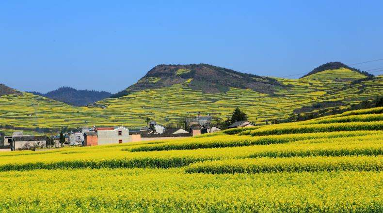 Luoping Peak Forest: Golden Garden (Yunnan) (Best season: Every year from late February to early March, rapeseed blooms very high season)