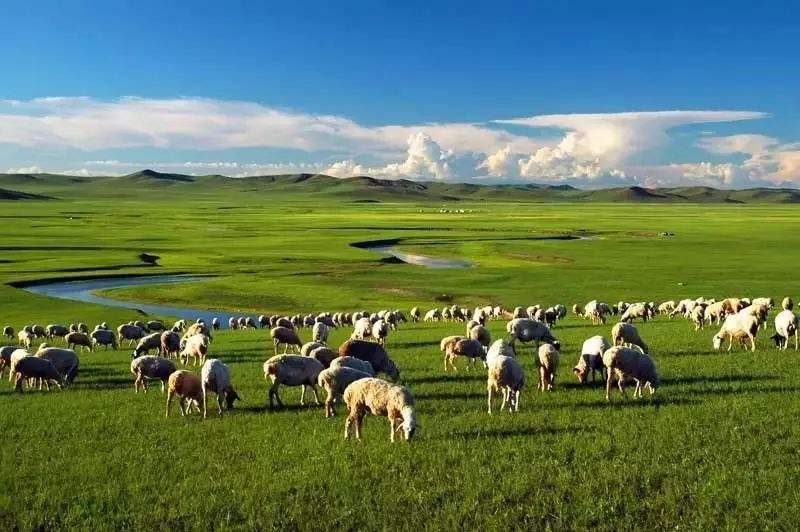 Naqu Alpine Grassland (Tibet) (Best season: May to September every year)