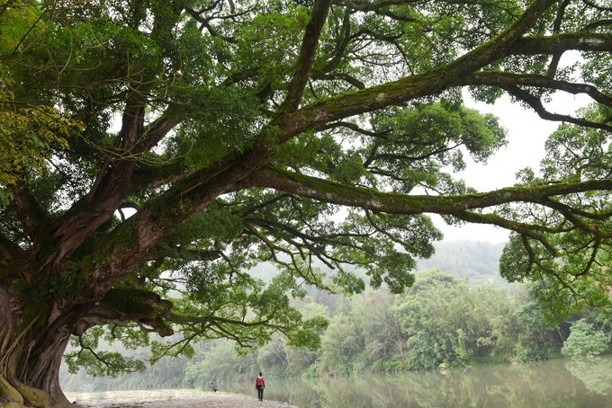 Cloud Water Ballad-Green hills and green water, ancient trees